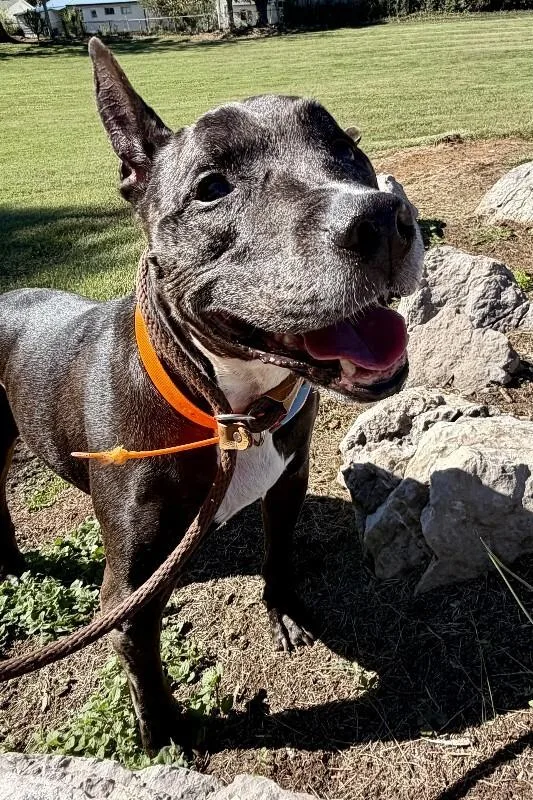A senior medium-sized female Black Pit Bull Terrier dog named Dolly for adoption in Maryville, TN