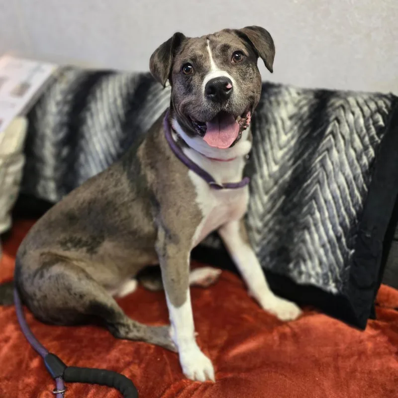 An adult medium-sized male Gray / Blue / Silver Mixed Breed dog named Camo for adoption in Hinesville, GA