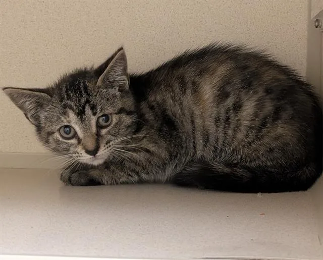 A baby small-sized female Domestic Short Hair cat named Carol for adoption in Denver, CO