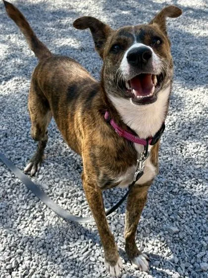 An adult medium-sized female Mixed Breed dog named Tiger for adoption in Cincinnati, OH