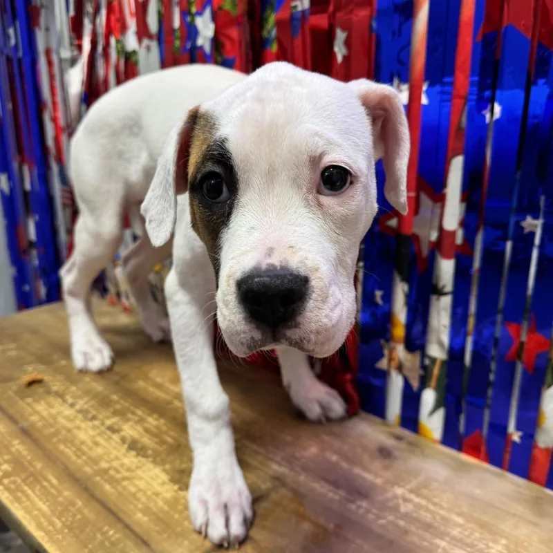 A baby medium-sized female White / Cream Boxer dog named Hannah for adoption in Normal, IL