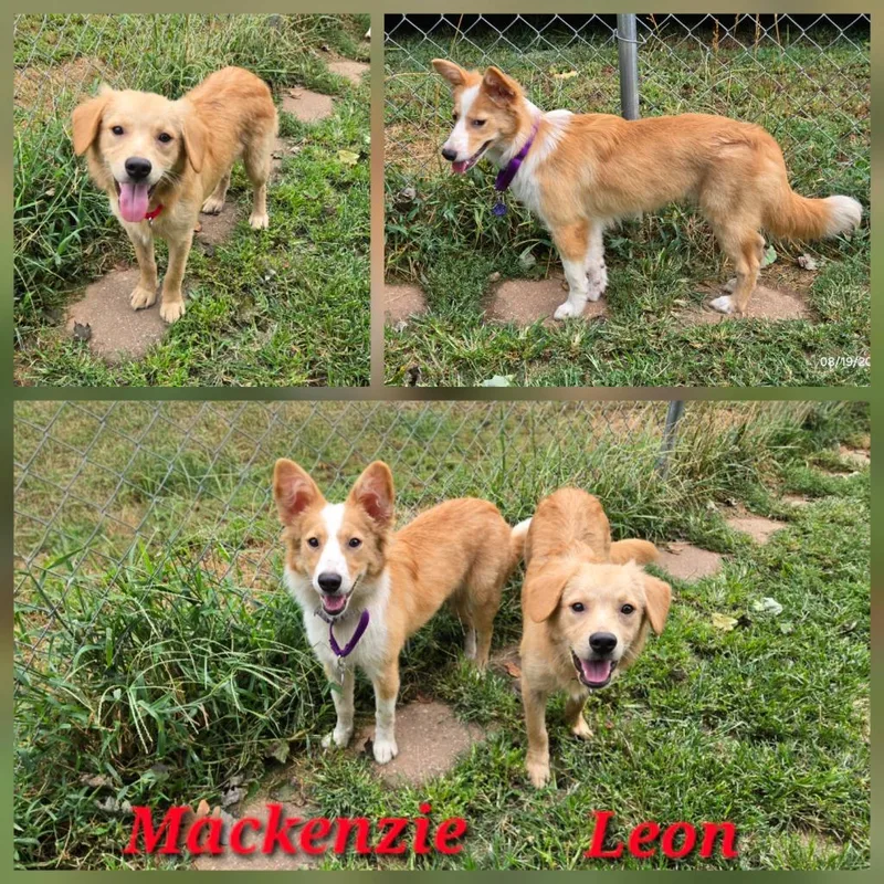 A baby medium-sized male Golden Retriever dog named Leon for adoption in Crocker, MO