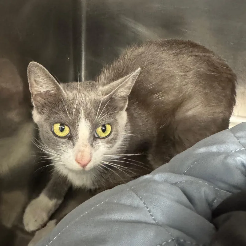 A young medium-sized female Gray / Blue / Silver Domestic Short Hair cat named Penelope for adoption in West Palm Beach, FL