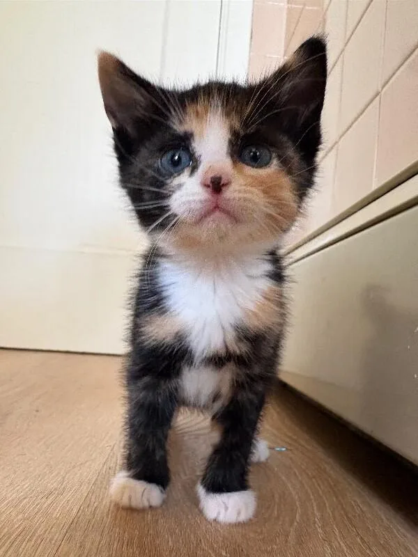 A young medium-sized female Calico Domestic Short Hair cat named Carly for adoption in Warren, PA