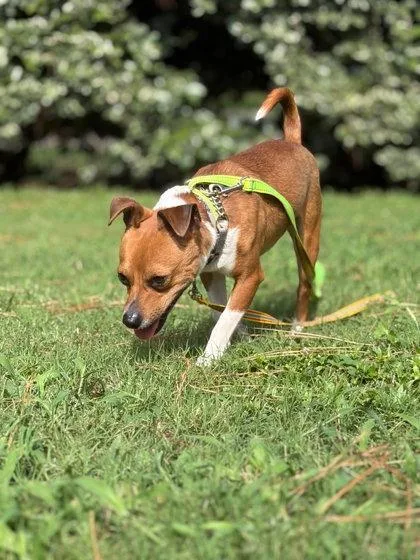 An adult small-sized male Chihuahua dog named Theo for adoption in Southern Pines, NC