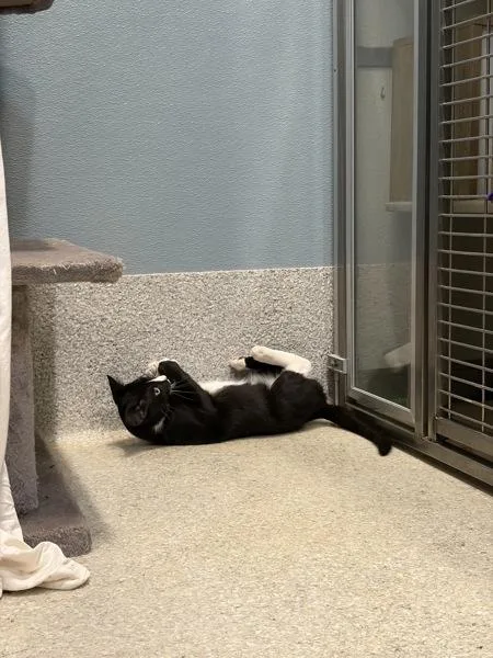 A young medium-sized male Domestic Short Hair cat named Surimi for adoption in San Diego, CA