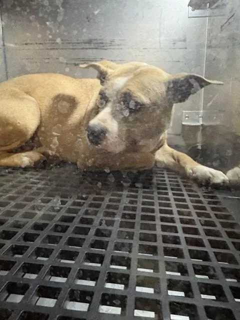 A young medium-sized female Mixed Breed dog named Debbie for adoption in Dallas, TX