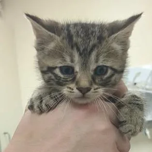 A baby small-sized female Brown / Chocolate Domestic Short Hair cat named Connie for adoption in Shinnston, WV