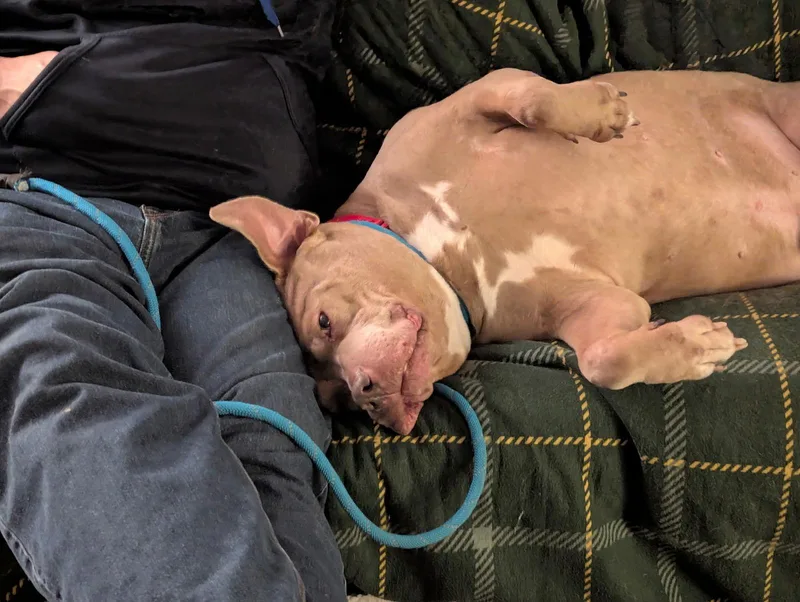 Fat Rocky Balboa Rds