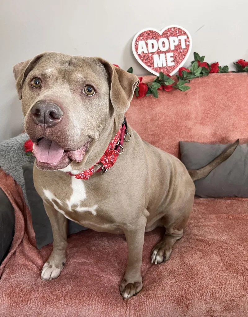 Fat Rocky Balboa Rds thumbnail 2