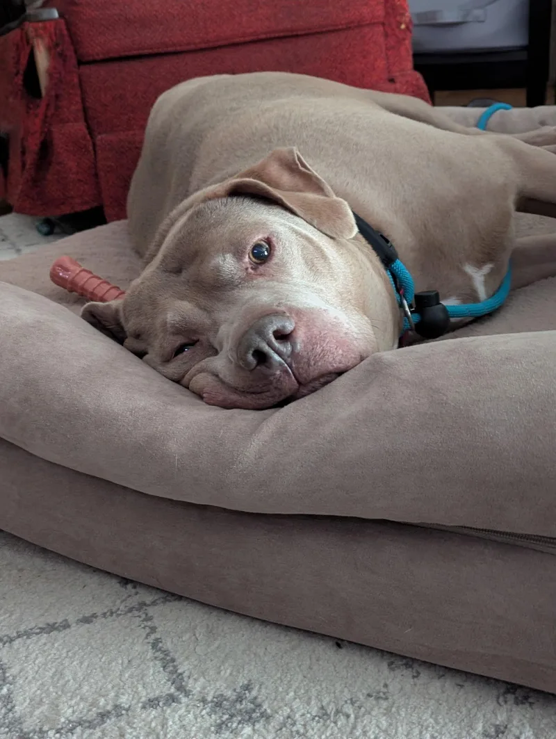 Fat Rocky Balboa Rds thumbnail 3