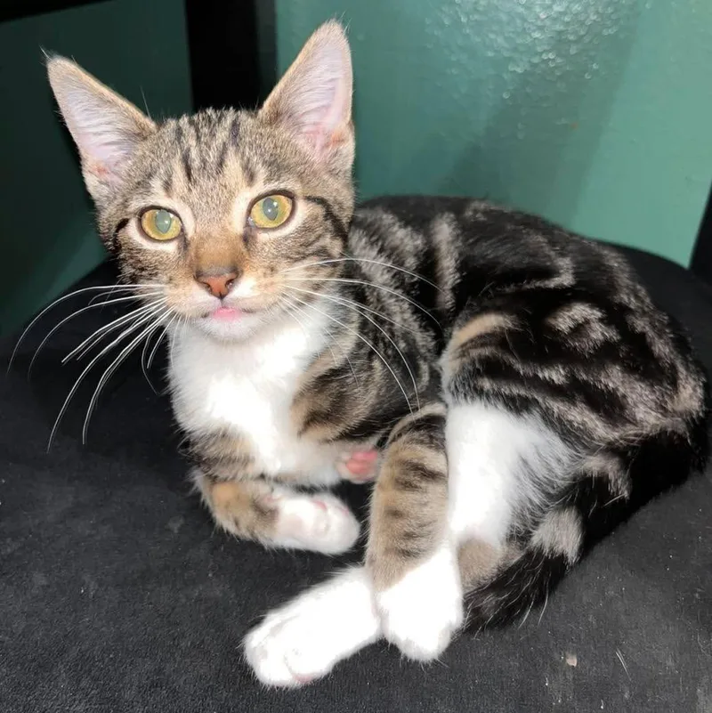 A baby small-sized male Domestic Short Hair cat named Oscar for adoption in Grand Bay, AL