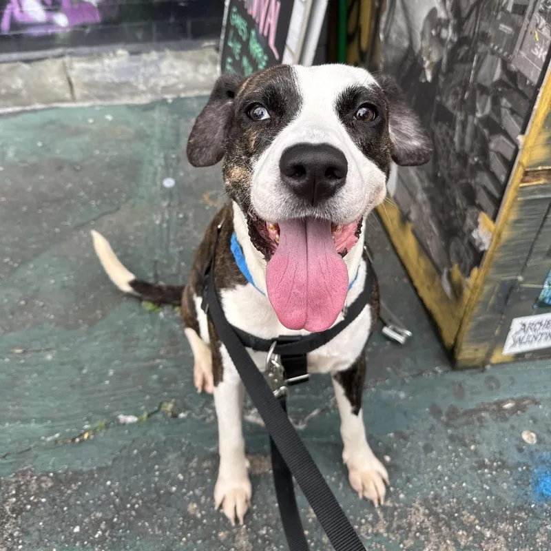 An adult medium-sized female Hound dog named Rosie Posie for adoption in Jersey City, NJ