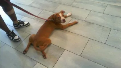 A baby small-sized female Pit Bull Terrier dog named Coco for adoption in Charlotte, NC