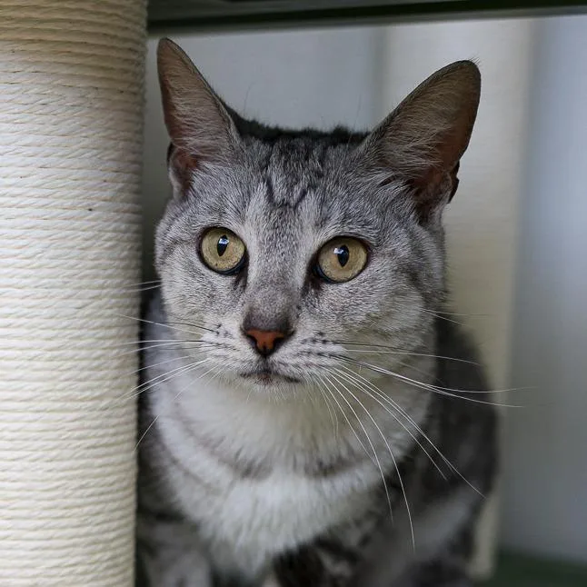 An adult medium-sized female Gray / Blue / Silver Domestic Short Hair cat named Pretty for adoption in Bradenton, FL
