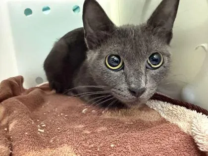 A young medium-sized female Domestic Short Hair cat named Tabitha for adoption in Daytona Beach, FL