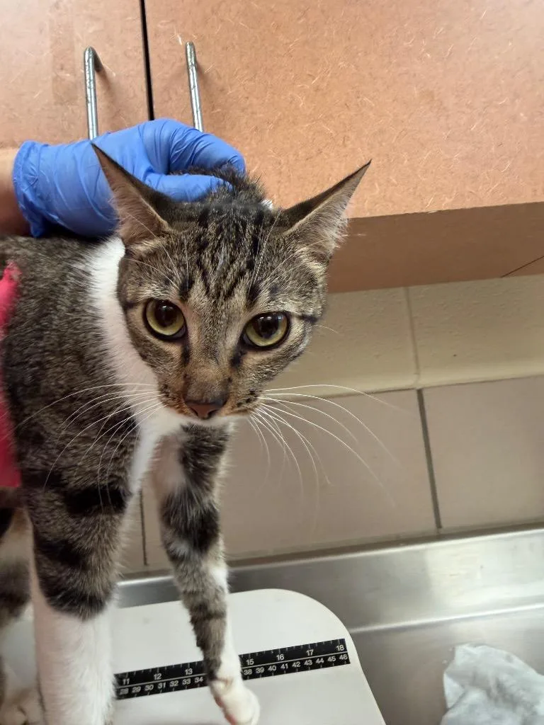 A young medium-sized female Domestic Short Hair cat named Jolene for adoption in Bossier City, LA