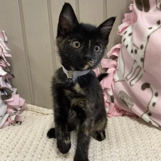 A young small-sized female Tortoiseshell Domestic Short Hair cat named Cassie for adoption in Hawthorne, CA