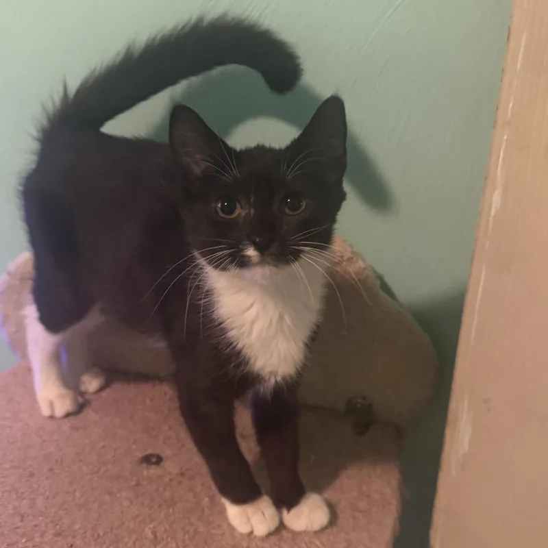 A baby small-sized female Black Domestic Short Hair cat named Lady Bug for adoption in Rocky Mount, VA