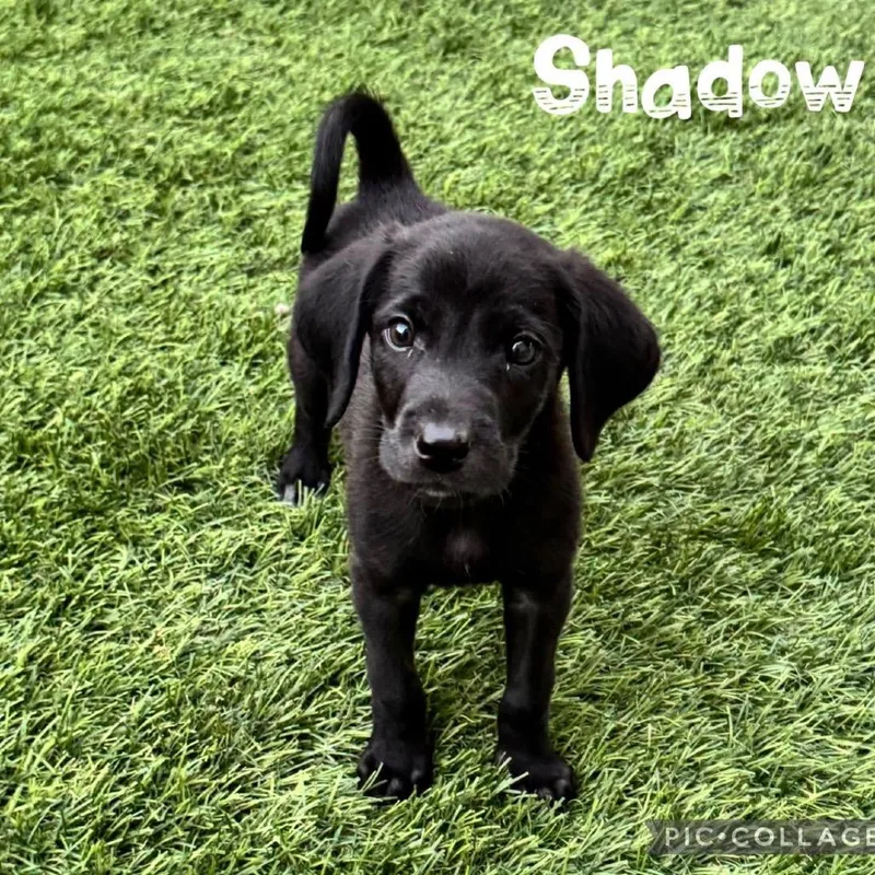 A baby medium-sized male Black Labrador Retriever dog named Shadow for adoption in Orangevale, CA