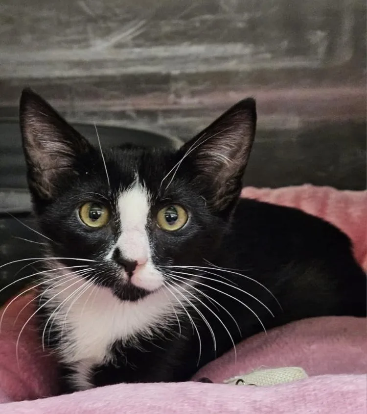 A baby small-sized female Black & White / Tuxedo Domestic Short Hair cat named Prairie for adoption in Covington, LA