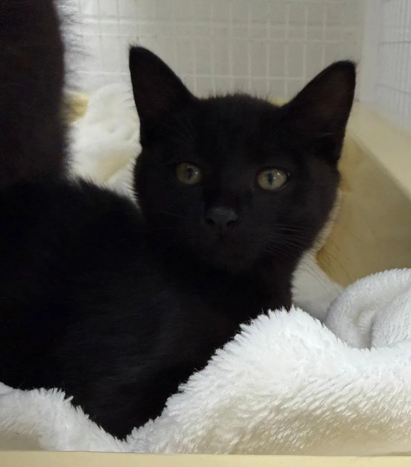 A baby medium-sized female Black Domestic Short Hair cat named Valerie for adoption in St. Helens, OR