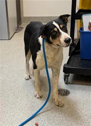 An adult medium-sized male Border Collie dog named Bowie for adoption in San Luis Obispo, CA