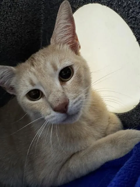 A young small-sized male Domestic Short Hair cat named Quinten for adoption in Naples, FL