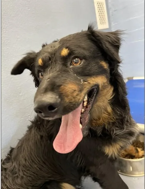 A young medium-sized male Australian Cattle Dog / Blue Heeler dog named Franky for adoption in Downey, CA
