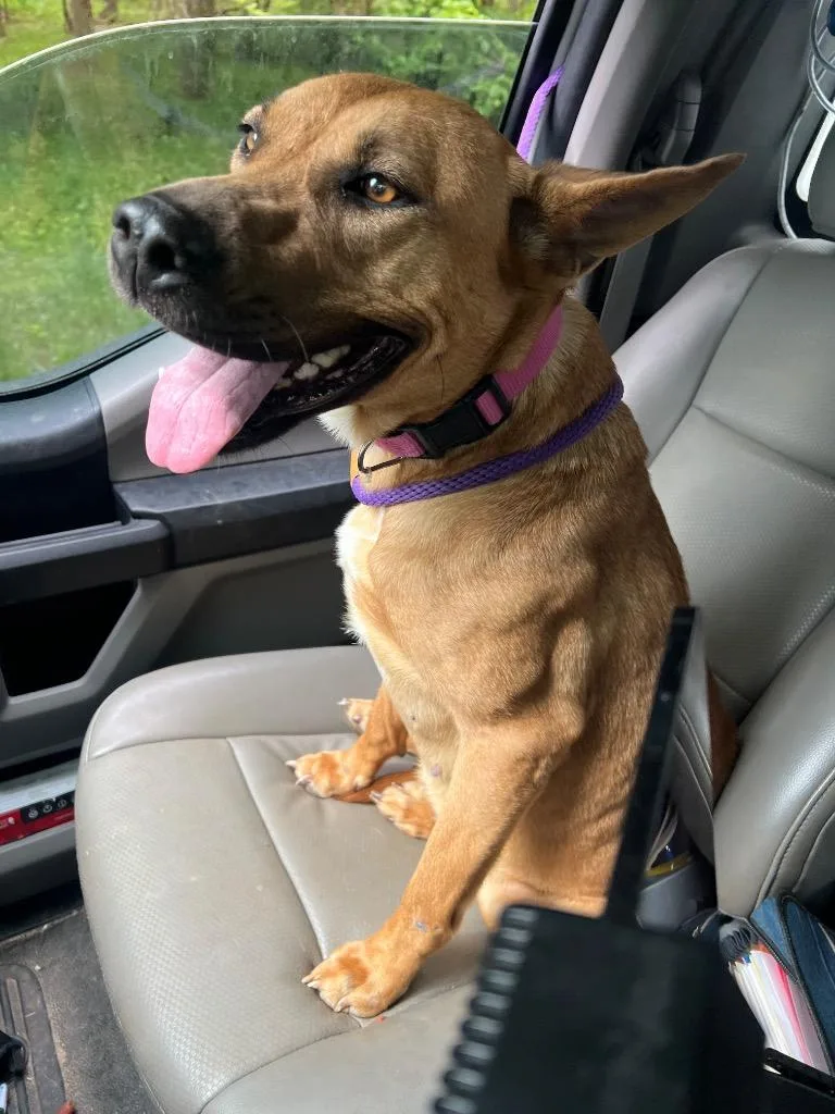 A young medium-sized female Shepherd dog named Shae for adoption in Winder, GA