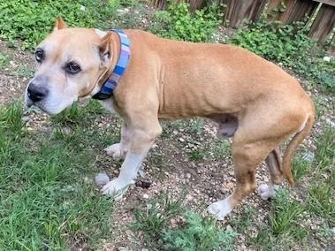An adult medium-sized male Golden Pit Bull Terrier dog named Presley for adoption in Dripping Springs, TX
