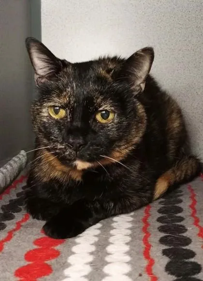 An adult medium-sized female Domestic Short Hair cat named Pepper for adoption in Waupaca, WI