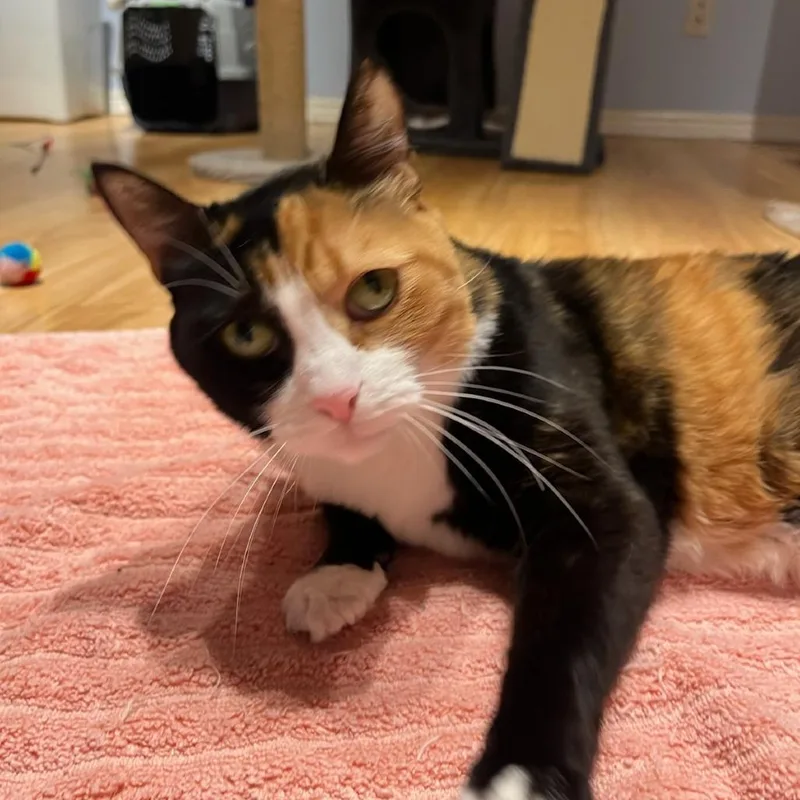 A senior medium-sized female Domestic Short Hair cat named Nora for adoption in Murray, UT