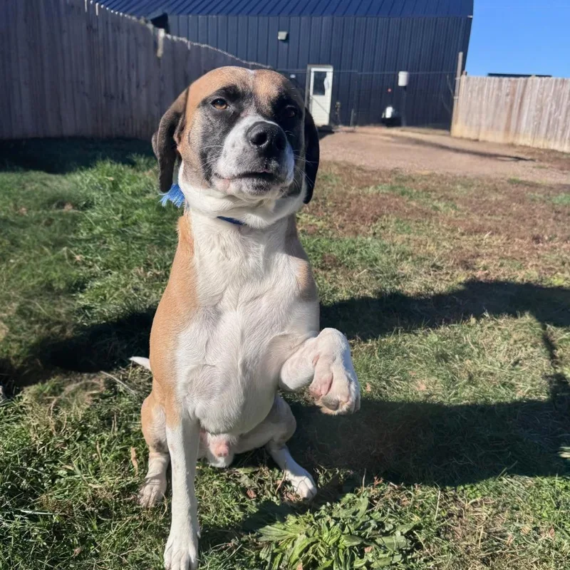 An adult medium-sized male Terrier dog named Teddy for adoption in West Des Moines, IA