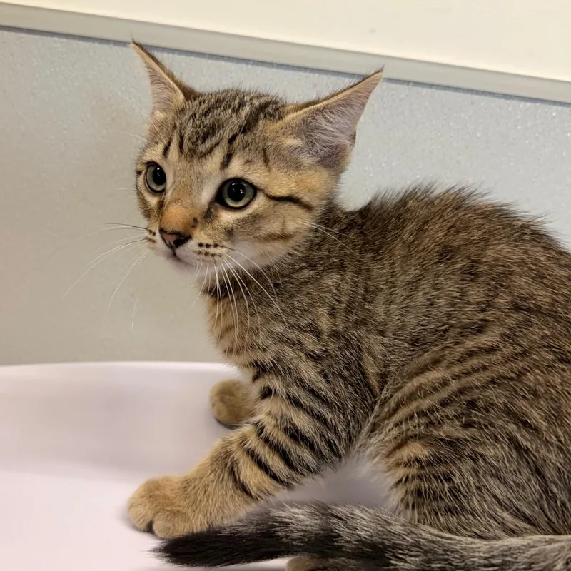 A baby small-sized male Brown / Chocolate Domestic Short Hair cat named Biggie for adoption in Tampa, FL