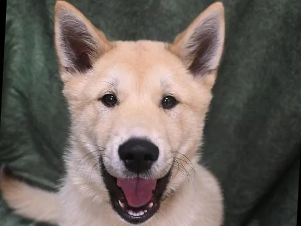 A baby medium-sized male Akita dog named Beowoof for adoption in Portland, OR