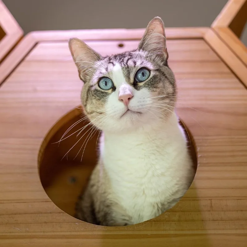 An adult medium-sized male White Domestic Medium Hair cat named Louie for adoption in Jupiter, FL