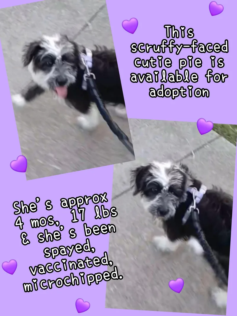 Roxy thumbnail 2