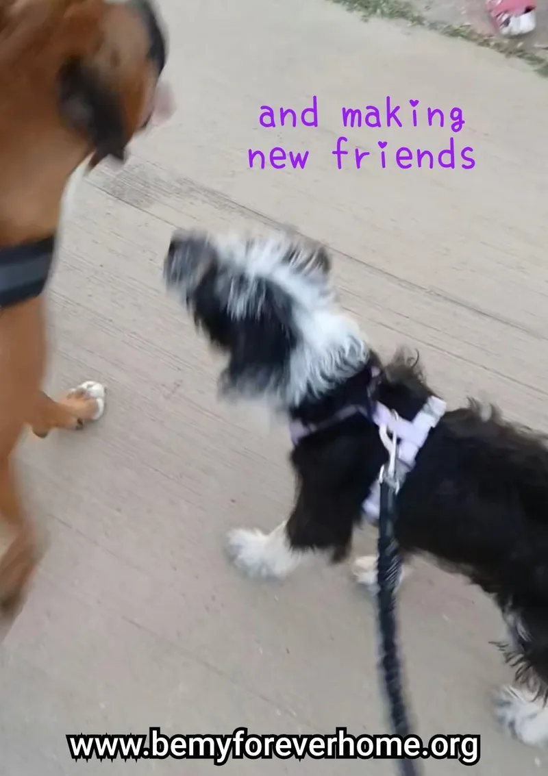 Roxy thumbnail 4
