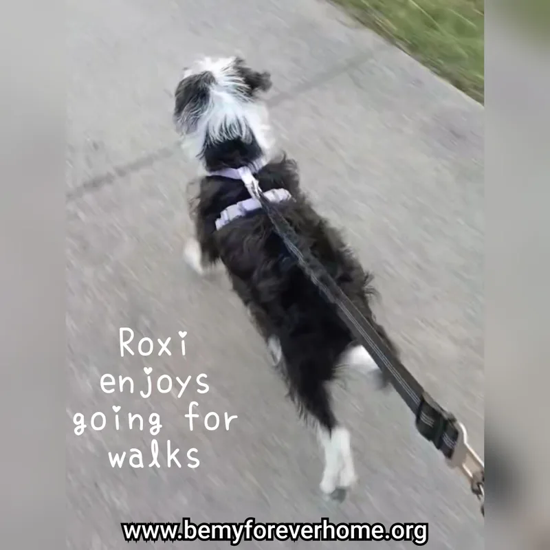 Roxy thumbnail 5