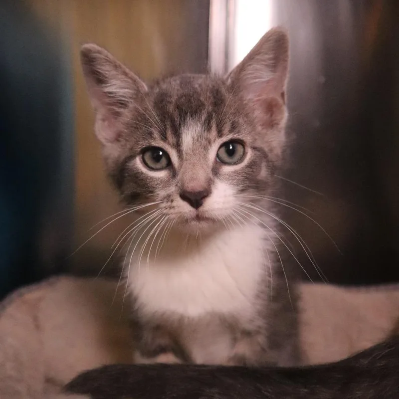 A baby small-sized male Gray / Blue / Silver Domestic Short Hair cat named Kodiak for adoption in Waukesha, WI