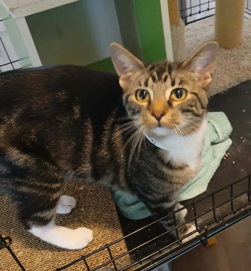 A young small-sized male Domestic Short Hair cat named Raj for adoption in Orlando, FL