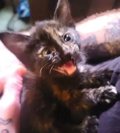 A baby medium-sized female Domestic Short Hair cat named Jynx for adoption in Picayune, MS