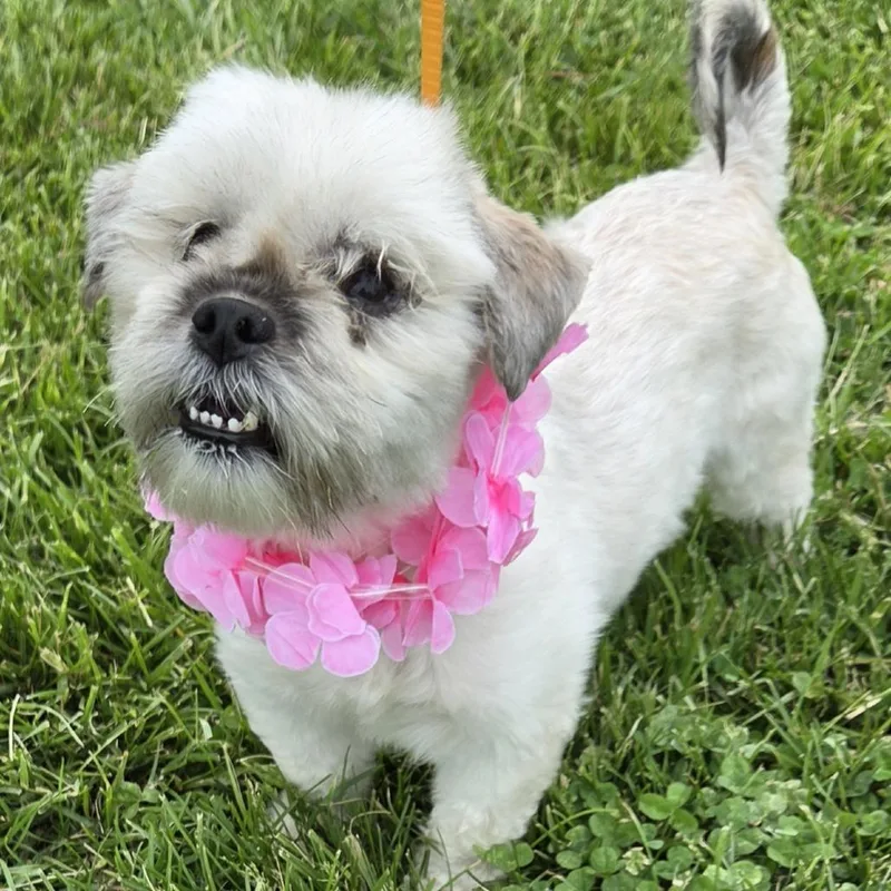 An adult small-sized female White / Cream Mixed Breed dog named Altaria for adoption in Quakertown, PA