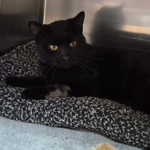 An adult medium-sized male Black Domestic Short Hair cat named Ryder for adoption in Tomah, WI