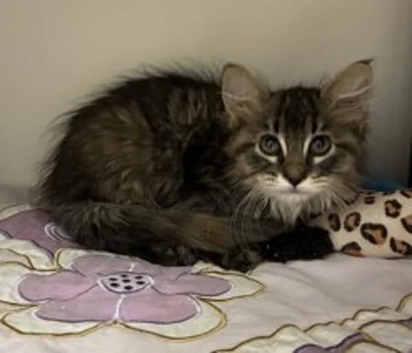 A baby medium-sized female Domestic Short Hair cat named Grace for adoption in Salt Lake City, UT