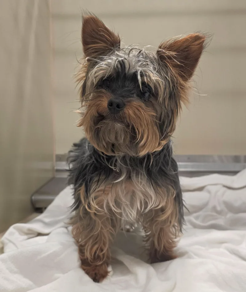 An adult small-sized male Black Yorkshire Terrier dog named 26-268 for adoption in Amityville, NY