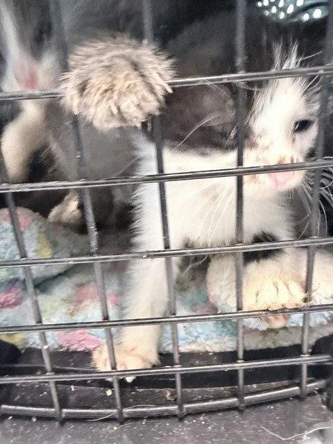 A baby small-sized male Black & White / Tuxedo Domestic Short Hair cat named Nemo for adoption in Tavares, FL