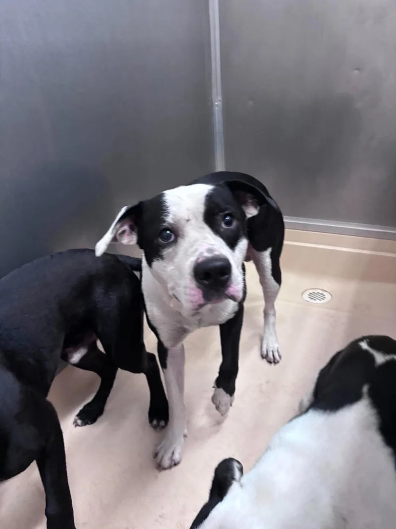 An adult medium-sized male Black Pit Bull Terrier dog named Bo for adoption in Burgaw, NC