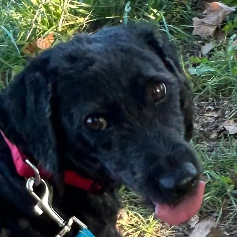 An adult medium-sized female Black Poodle (Toy) dog named Midnight for adoption in Columbia Station, OH